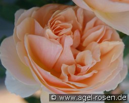 Geneviève Orsi kaufen, clicken für mehr Details Geneviève Orsi