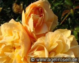 Gold Blush kaufen, clicken für mehr Details Gold Blush