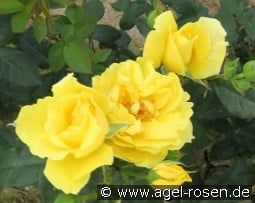 Goldbeet kaufen, clicken für mehr Details Goldbeet