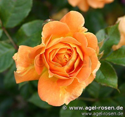 Rose ‘Goldelse‘ (3-Liter Topf)
