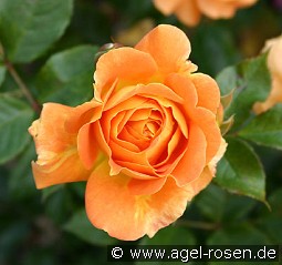 Goldelse kaufen, clicken für mehr Details Goldelse