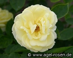 Golden Border kaufen, clicken für mehr Details Golden Border