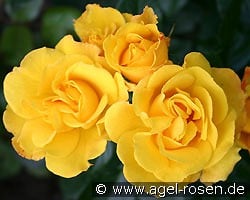 Goldmarie kaufen, clicken für mehr Details Goldmarie