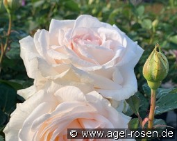 Gräfin Elke zu Rantzau kaufen, clicken für mehr Details Gräfin Elke zu Rantzau