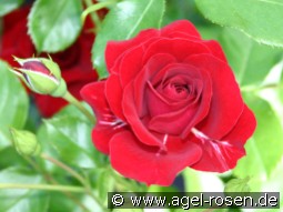 Grand Palace kaufen, clicken für mehr Details Grand Palace