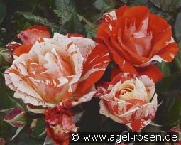 Hanky Panky kaufen, clicken für mehr Details Hanky Panky