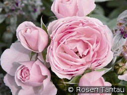 Hans Gönewein kaufen, clicken für mehr Details Hans Gönewein