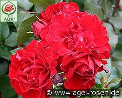 Happy Wanderer kaufen, clicken für mehr Details Happy Wanderer