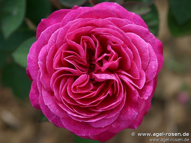 Rose ‘Heidi Klum Rose‘ (3-Liter Topf)