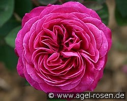 Heidi Klum Rose kaufen, clicken für mehr Details Heidi Klum Rose