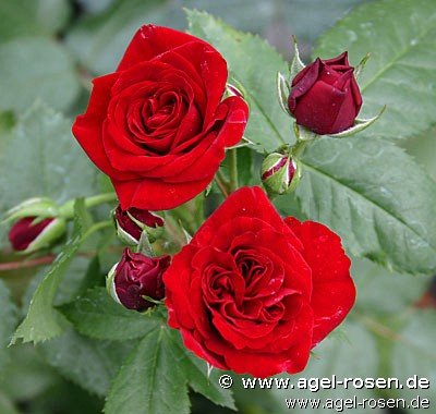 Rose ‘Heinzelmännchen‘ (3-Liter Topf)