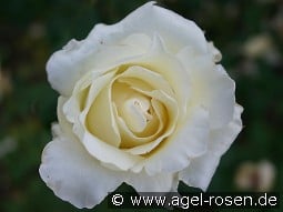 Helga kaufen, clicken für mehr Details Helga