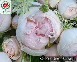 Herzogin Christiana kaufen, clicken für mehr Details Herzogin Christiana