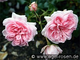 Home & Garden kaufen, clicken für mehr Details Home & Garden