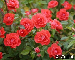 Honneur et Agriculture kaufen, clicken für mehr Details Honneur et Agriculture