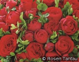 Hot Rokoko kaufen, clicken für mehr Details Hot Rokoko