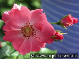 IGA Erfurt kaufen, clicken für mehr Details IGA Erfurt