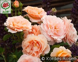 Impala kaufen, clicken für mehr Details Impala