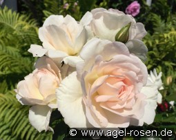 Inger Forever - Plant'n'relax kaufen, clicken für mehr Details Inger Forever - Plant'n'relax