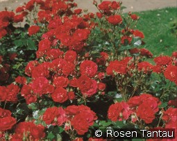 Ingrid Weibull kaufen, clicken für mehr Details Ingrid Weibull