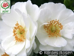 Innocencia kaufen, clicken für mehr Details Innocencia