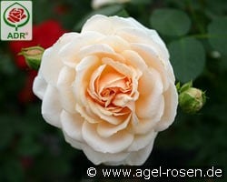 Isarperle kaufen, clicken für mehr Details Isarperle