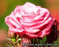 Jacaranda Flower Circus kaufen, clicken für mehr Details Jacaranda Flower Circus