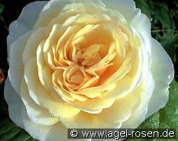 Joyce kaufen, clicken für mehr Details Joyce