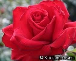 Jugendliebe kaufen, clicken für mehr Details Jugendliebe