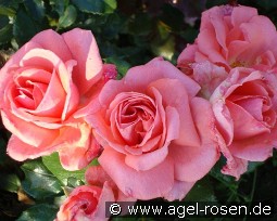 Kalinka syn Pink Wonder kaufen, clicken für mehr Details Kalinka syn Pink Wonder