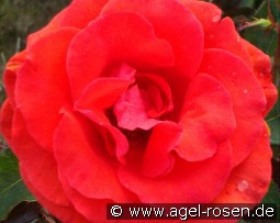 Kanegem kaufen, clicken für mehr Details Kanegem