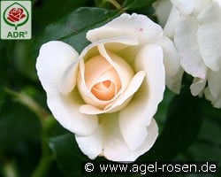 Kosmos kaufen, clicken für mehr Details Kosmos