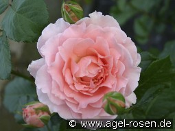 L' Aimant kaufen, clicken für mehr Details L' Aimant