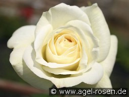 La Paloma kaufen, clicken für mehr Details La Paloma