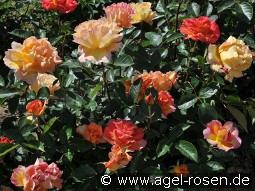 La Parisienne kaufen, clicken für mehr Details La Parisienne