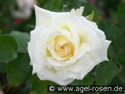 La Royale de Mulhouse kaufen, clicken für mehr Details La Royale de Mulhouse