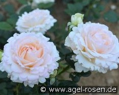 La Sauvagine Terre et Passion kaufen, clicken für mehr Details La Sauvagine Terre et Passion