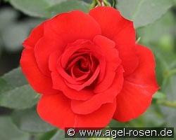 La Sevillana kaufen, clicken für mehr Details La Sevillana