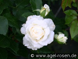 Lady Romantica kaufen, clicken für mehr Details Lady Romantica