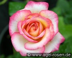 Laminuette kaufen, clicken für mehr Details Laminuette