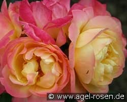 Lampion kaufen, clicken für mehr Details Lampion