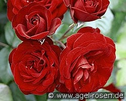 Lavaglut kaufen, clicken für mehr Details Lavaglut