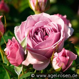 Lavender Flower Circus kaufen, clicken für mehr Details Lavender Flower Circus