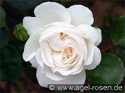 Ledreborg kaufen, clicken für mehr Details Ledreborg