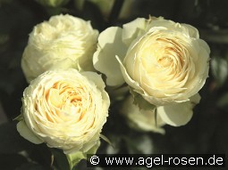 Lemon Rokoko kaufen, clicken für mehr Details Lemon Rokoko