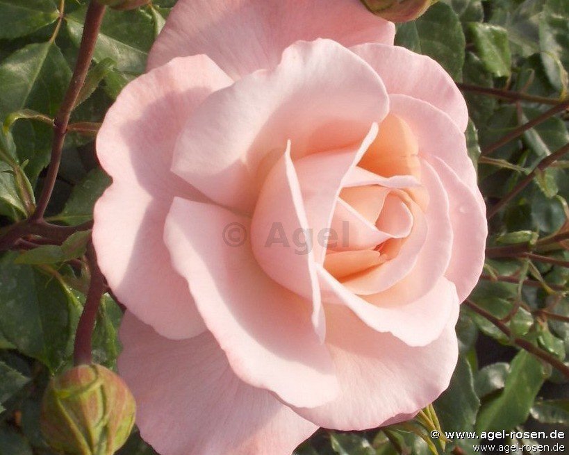 Rose ‘Liebeslied‘ (wurzelnackte Rose)