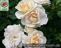 Lions-Rose kaufen, clicken für mehr Details Lions-Rose