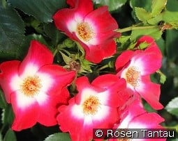 Loki kaufen, clicken für mehr Details Loki