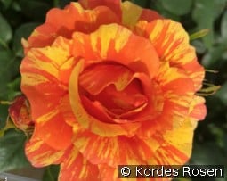 Lollipop kaufen, clicken für mehr Details Lollipop