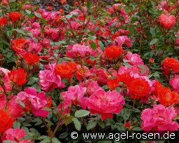 Looking in Your Eyes - Plant'n'Relax kaufen, clicken für mehr Details Looking in Your Eyes - Plant'n'Relax
